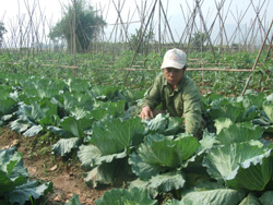 Nông dân xã Sủ Ngòi (TP Hòa Bình) trồng rau màu vụ đông cho thu nhập cao